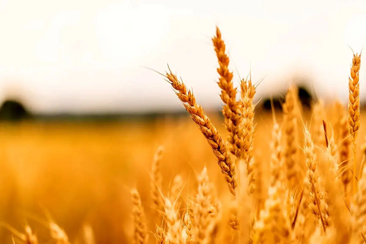 پیش‌بینی خرید ۸۰ هزار تن گندم در اردبیل