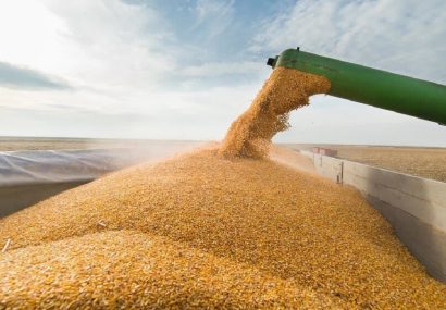 خریداری ۲۱۸ هزار تن گندم و کلزا در استان اردبیل