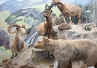 ۲۰ نمونه تاکسیدرمی به موزه تاریخ طبیعی اردبیل اضافه شد