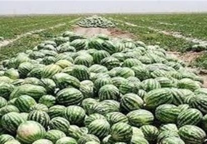 تهدید اراضی پایاب سد خداآفرین با کشت محصولات جالیزی