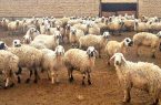 طرح پرواربندی ۴۰ هزار راس گوسفند در کشت و صنعت مغان