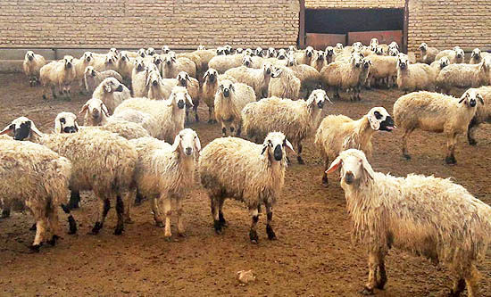 طرح پرواربندی ۴۰ هزار راس گوسفند در کشت و صنعت مغان