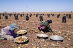 آغاز فصل برداشت و چشم امید سیب زمینی کاران به بازار امسال