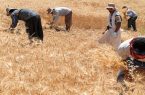 پرداخت ۵۰ هزار میلیارد مطالبات کشاورزان تا ۲ هفته آینده