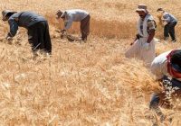 پرداخت ۵۰ هزار میلیارد مطالبات کشاورزان تا ۲ هفته آینده