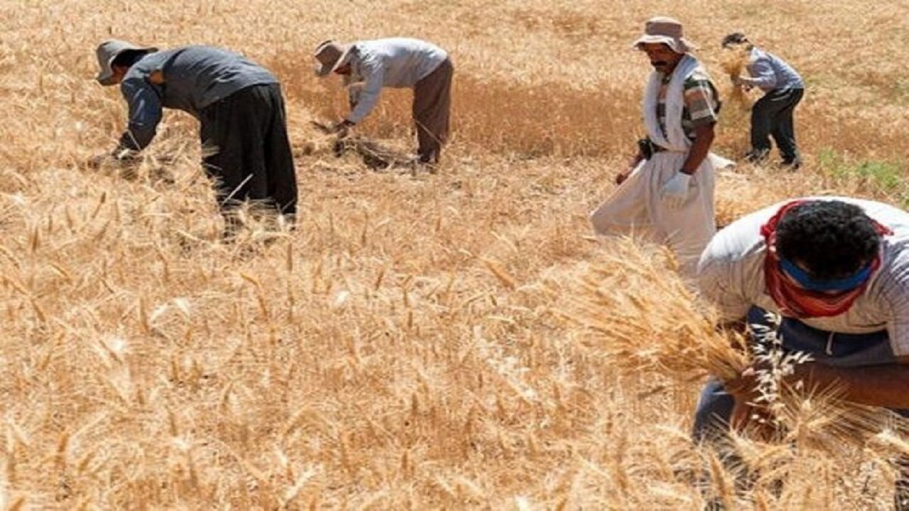 پرداخت ۵۰ هزار میلیارد مطالبات کشاورزان تا ۲ هفته آینده