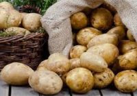 عرضه سیب‌زمینی نارس ضربه به بازار داخلی و صادرات