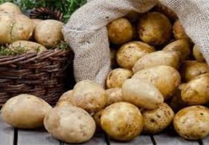 عرضه سیب‌زمینی نارس ضربه به بازار داخلی و صادرات