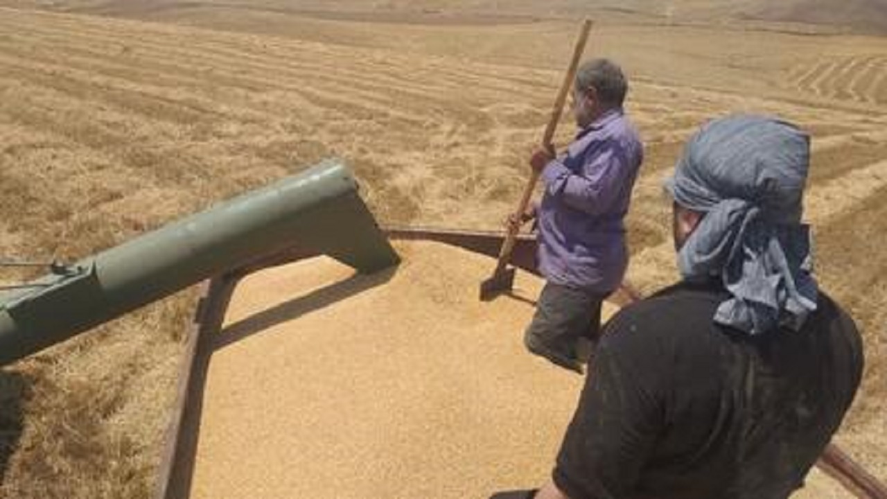 پرداخت ۹۴درصد از مطالبات گندم‌کاران در اردبیل