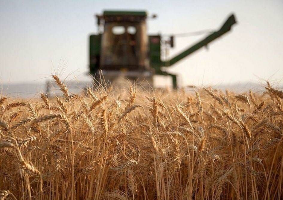 ۳۰درصد گندم کشور از برداشت تا مصرف هدر میرود
