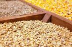 سیاست‌گذاری برای افزایش تولید گندم تا ۶۰۰ هزار تن در استان اردبیل