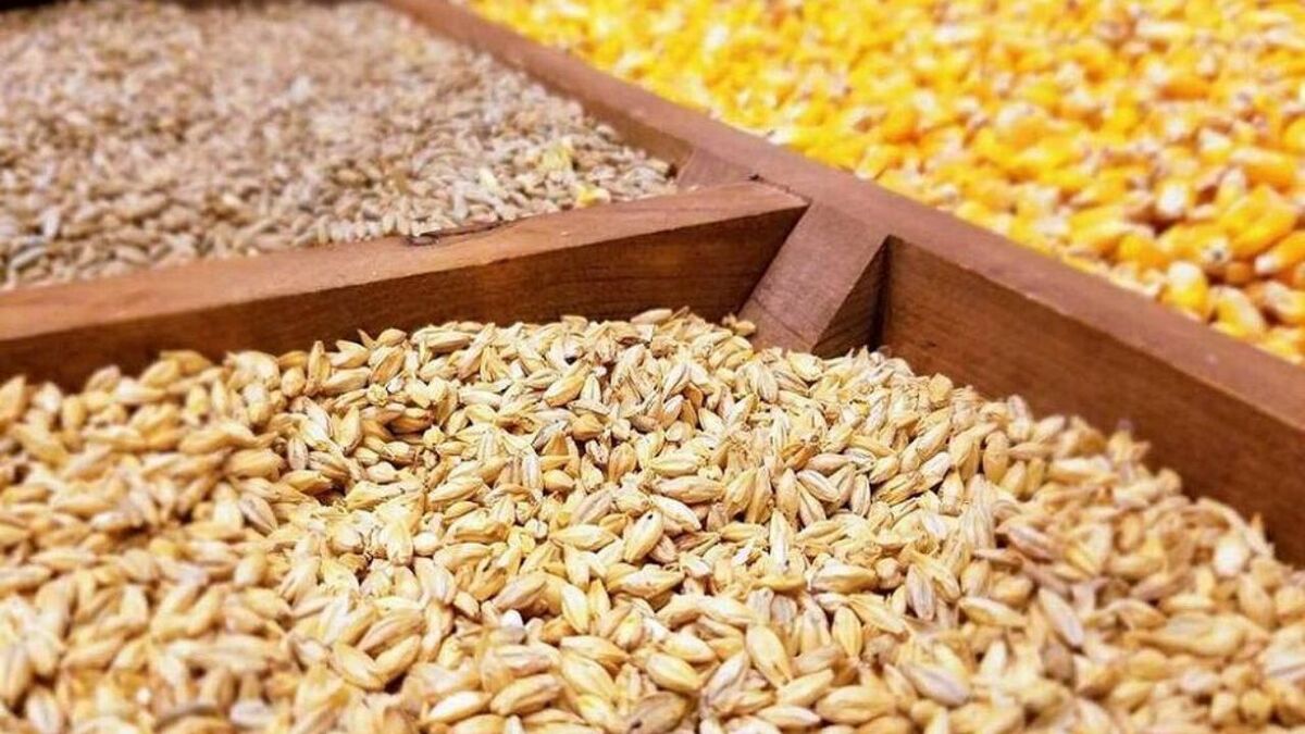 سیاست‌گذاری برای افزایش تولید گندم تا ۶۰۰ هزار تن در استان اردبیل