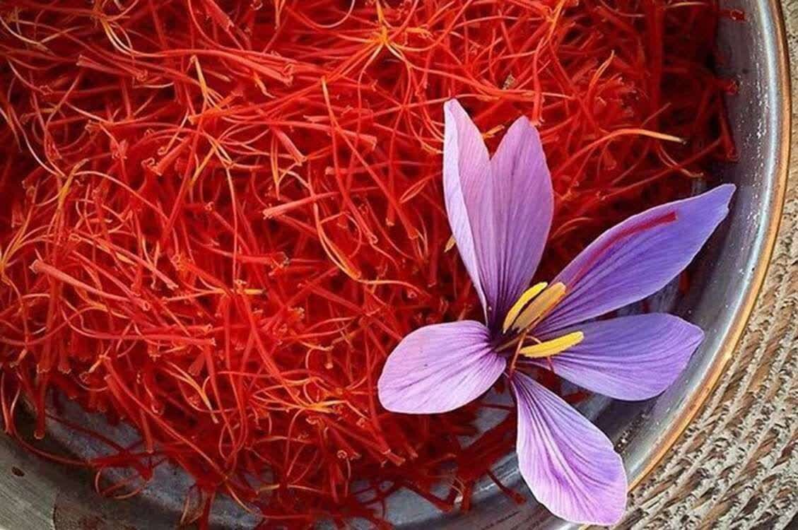 احدی عالی: تولید زعفران در مزارع استان اردبیل افزایش یافته است