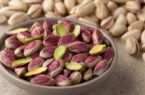 توسعه باغات پسته در شمال اردبیل