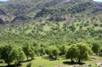 ورود به جنگل‌های اردبیل ممنوع شد