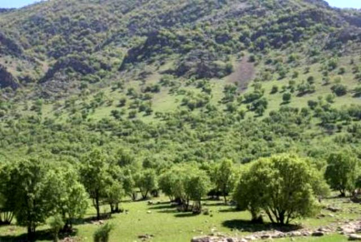ورود به جنگل‌های اردبیل ممنوع شد