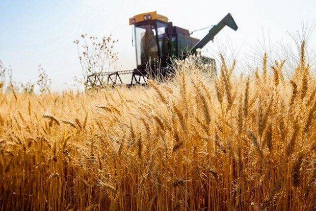 پیشبینی برداشت ۵۳۰ هزار تن گندم از مزارع استان اردبیل