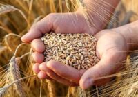 خرید گندم در پارس‌آباد مغان از ۶۰ هزار تن گذشت