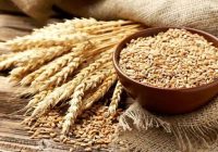 تسویه کامل مطالبات گندمکاران در آستانه تحقق