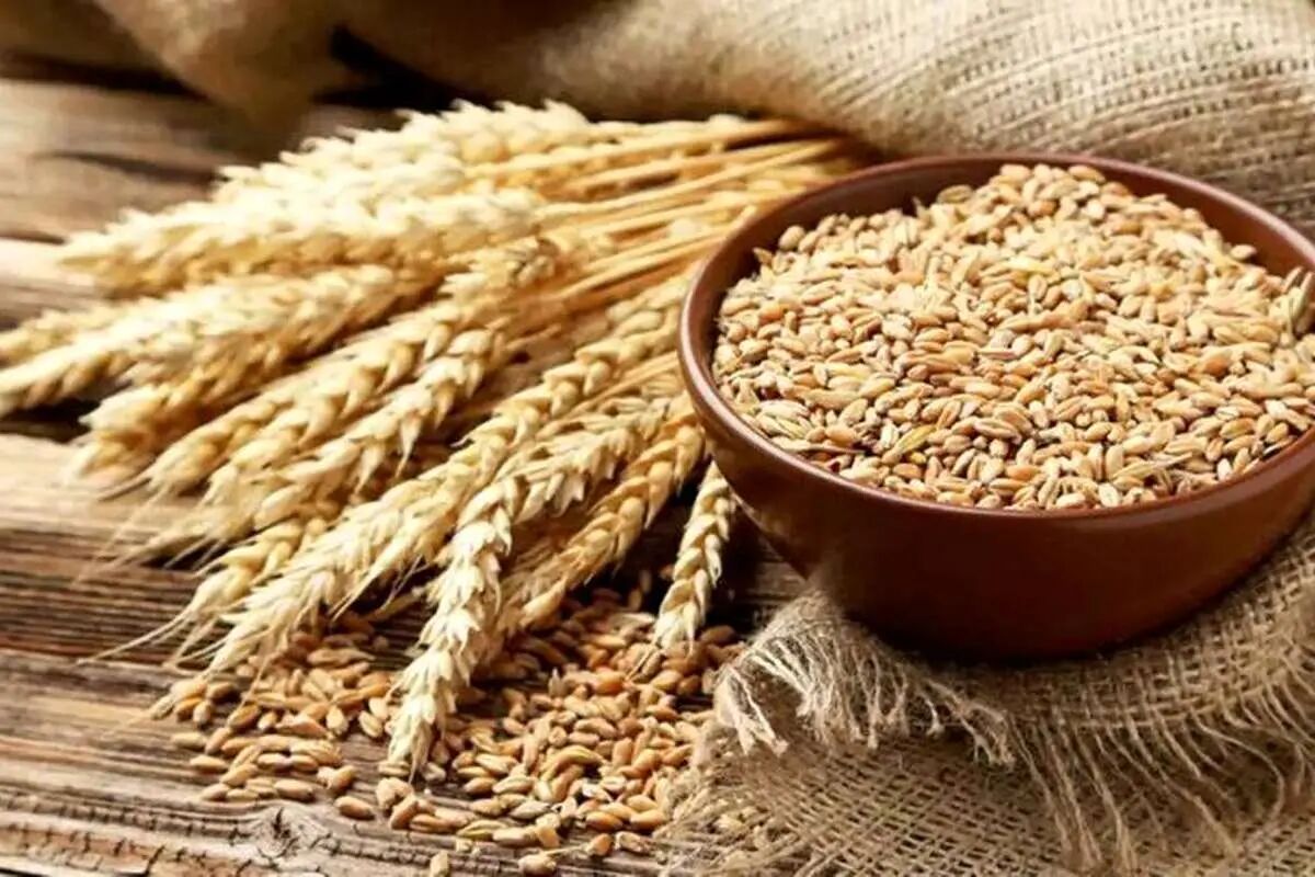خرید گندم در اردبیل نسبت به سال قبل ۲۳ هزار تن افزایش یافت