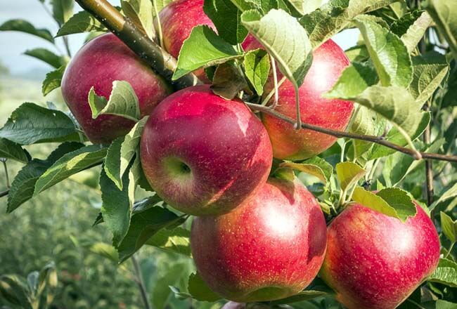 پیش‌بینی برداشت بیش از ۲۵ هزار تن سیب از باغات مشگین‌شهر