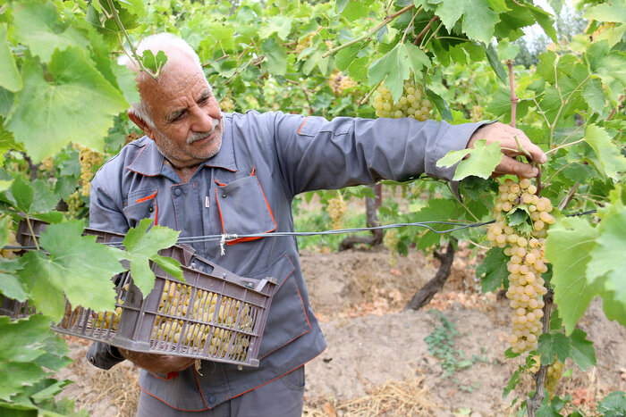 مشکین‌شهر ۴۳۰۰۰ تُن انگور تولید می‌کند