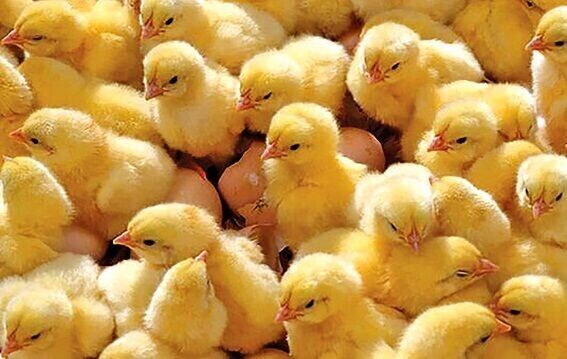 جوجه‌ریزی ۸.۹ میلیون قطعه‌ای در هرمزگان| تولید به ۱۵ هزار تن رسید