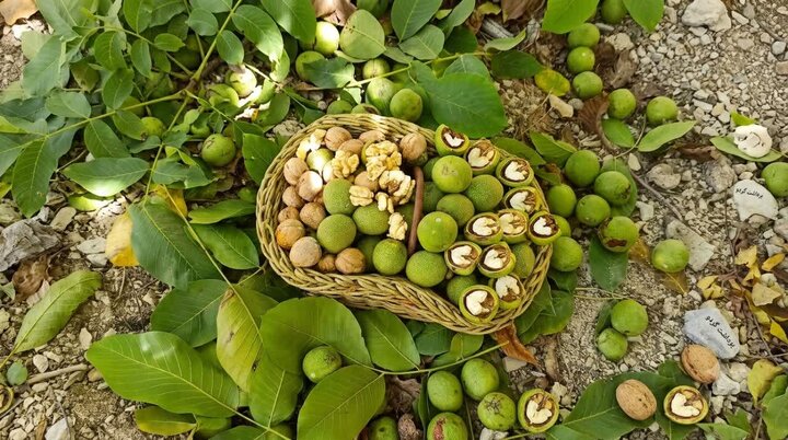 چهارمین جشنواره ملی گردو در کلور برگزار شد
