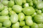 ۸۰۰ هکتار از اراضی زهک به کشت «پشمک» اختصاص یافت