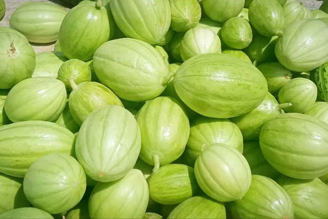 ۸۰۰ هکتار از اراضی زهک به کشت «پشمک» اختصاص یافت