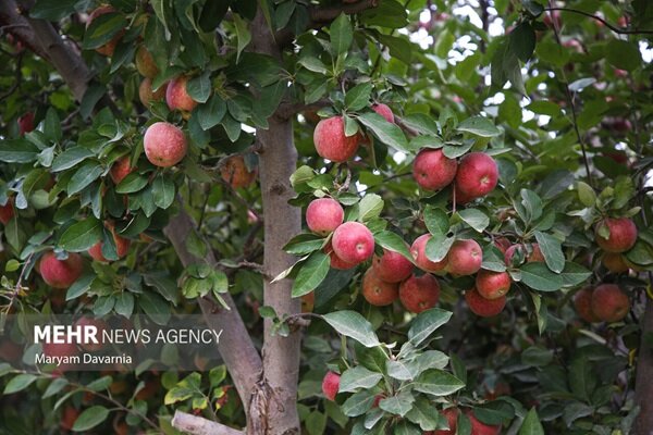 برداشت ۴۰۰۰ تُن سیب در نمین