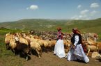 ثبت‌نام عشایر اردبیل برای وام نهاده‌های دامی آغاز شد